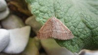 Scopula rubiginata