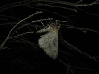Synopsia sociaria