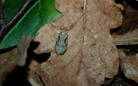 Semioscopis steinkellneriana