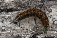 Spiris striata