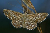 Scopula tessellaria