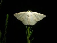 Stegania trimaculata