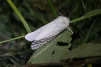 Spilosoma urticae