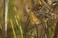 Sitochroa verticalis
