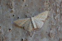 Scopula virgulata