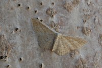 Scopula virgulata