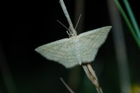 Scopula virgulata