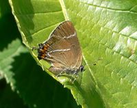 Satyrium w-album