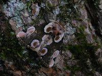 Thyatira batis
