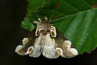 Thyatira batis