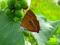 Thecla betulae