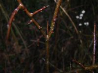 Thecla betulae