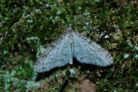 Trichopteryx carpinata