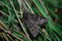 Tholera cespitis