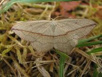 Timandra comae