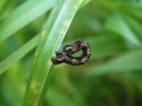 Timandra comae