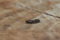 Tinea dubiella