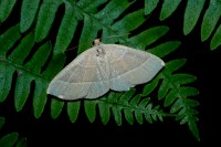 Trisateles emortualis