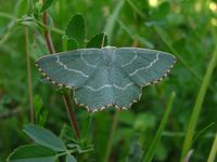 Thalera fimbrialis