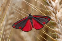 Tyria jacobaeae