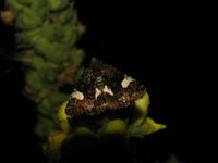 Tyta luctuosa