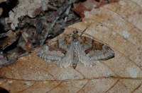 Thera obeliscata