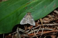 Tethea ocularis