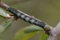 Theria primaria