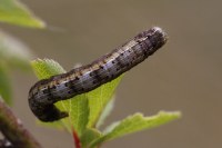 Theria primaria