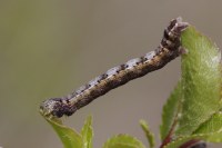 Theria primaria