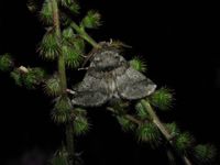 Thaumetopoea processionea