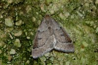 Theria rupicapraria