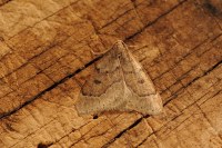 Theria rupicapraria