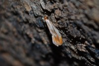 Tinea semifulvella