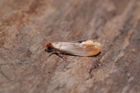 Tinea semifulvella