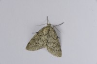 Tephronia sepiaria