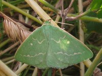 Thetidia smaragdaria