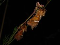 Triodia sylvina