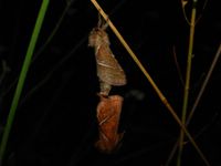 Triodia sylvina