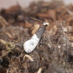 Trichophaga tapetzella
