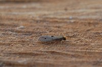 Tinea trinotella