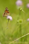 Vanessa cardui