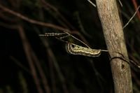 Xestia agathina