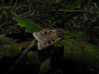 Xestia agathina