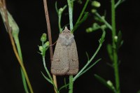 Xestia castanea