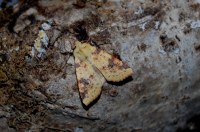 Cirrhia icteritia