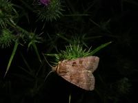 Xestia stigmatica