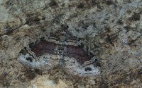 Xanthorhoe spadicearia