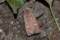 Xestia xanthographa
