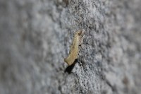 Ypsolopha alpella